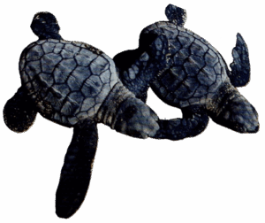 leatherback turtles